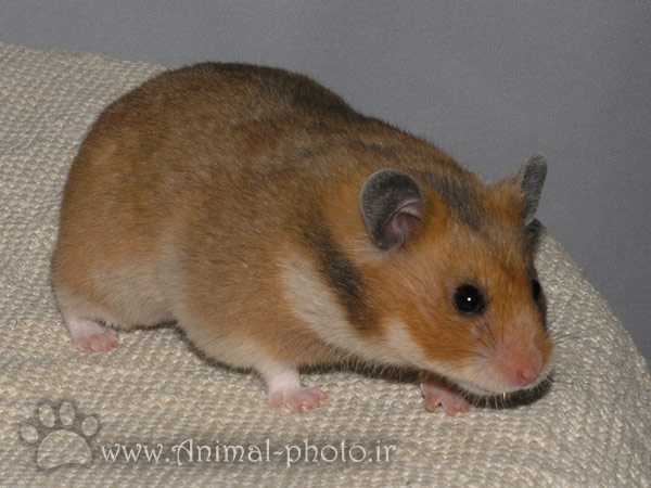 hamster image and photo gallery