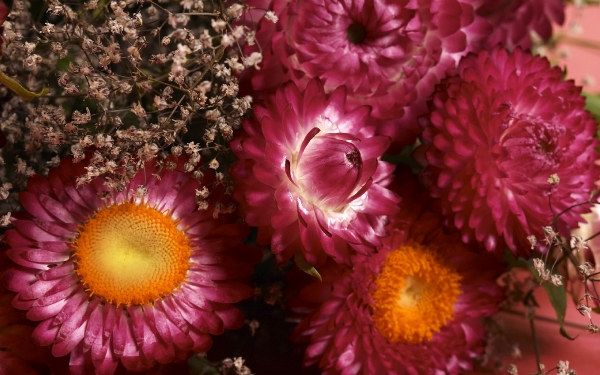 برای مشاهده اندازه واقعی دسته گل زیبا با کیفیت چاپ  کلیک کنید