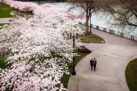 درخت گیلاس,شکوفه های گیلاس,دیدنیهای ژاپن