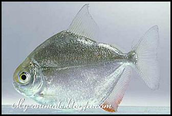 ماهی : سیلور دالر 