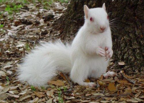 فروش سنجاب کانادائی (نژاد نایاب آلبینو چشم قرمز) squirrel albino