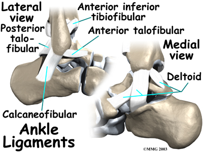 ankle_anatomy_ligaments01.jpg