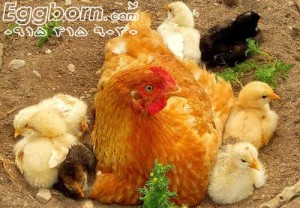 پرورش مرغ و جوجه به روش سنتی
