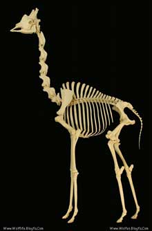 Giraffe skeleton اسکلت زرافه بر روی صفحهٔ نمایش در موزه علم استخوان شناسی، اوکلاهما
