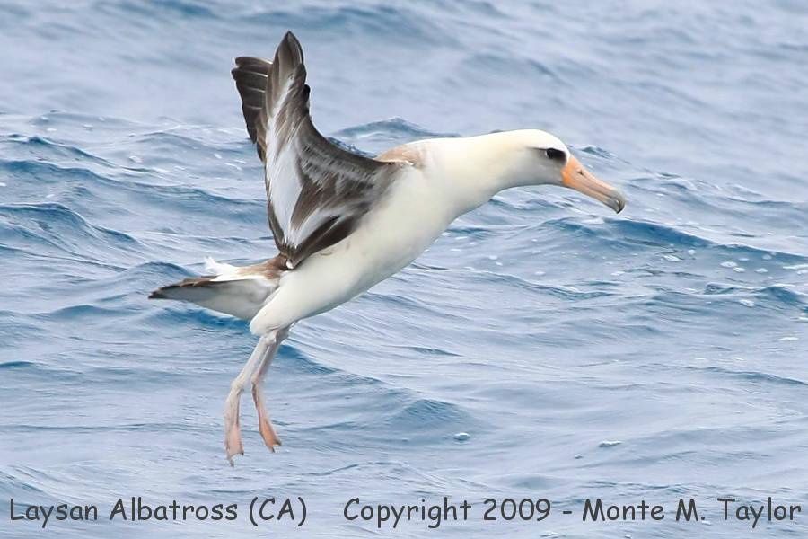 albatross_laysan_landing_spring_californ