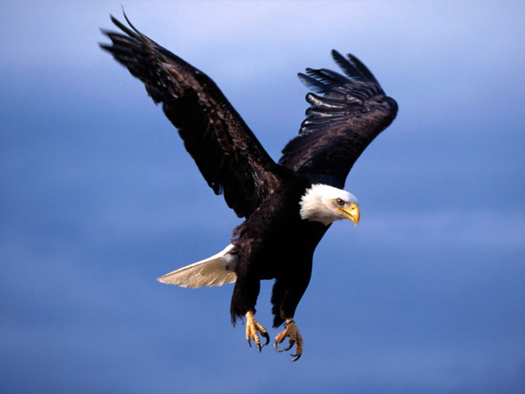 عقاب - عقاب در حال شکار - پرندگان شکارچی - سریعترین حیوان - بیماریهای عقاب - عقاب در حال پرواز