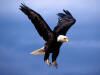 eagle1021.jpg