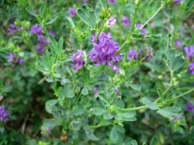 alfalfa-herbal-remedies-1.jpg