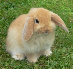 mini-lop-rabbit.jpg