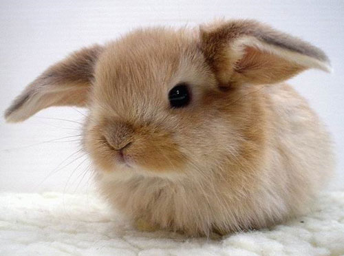 عکس های خرگوش زیبا 