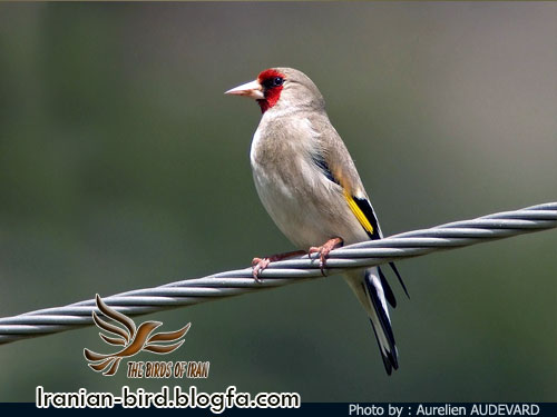 سهره معمولی - نژادی كه در مشرق و جنوب شرقی ايران زندگی می كند - Grey-headed Goldfinch