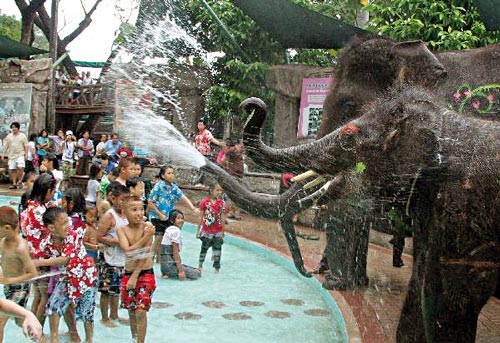 ,فیل‌ها, مهمان جشن آب تایلند فیل,تایلند,جالب انگیز
