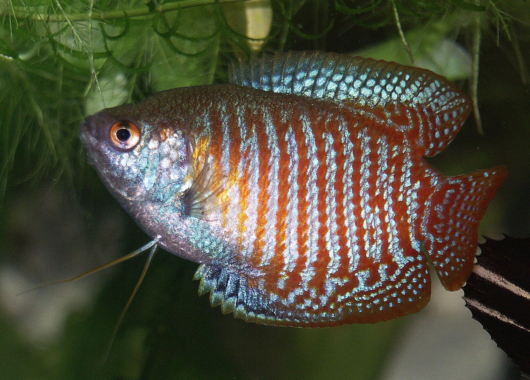 ماهی گورامی (Gourami)