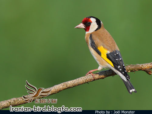 سهره معمولی - Goldfinch
