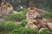 220px-Lions_-_melbourne_zoo.jpg