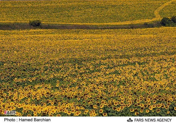 مزرعه گل آفتابگردان در گلیداغ شهرستان مراوه تپه استان گلستان