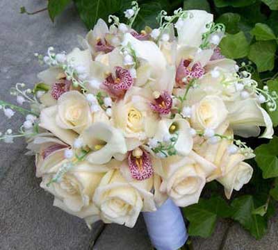 گل عروس 
