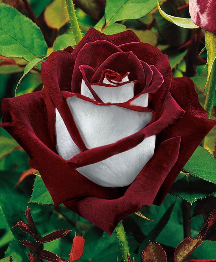 عکس گل رز زیبا