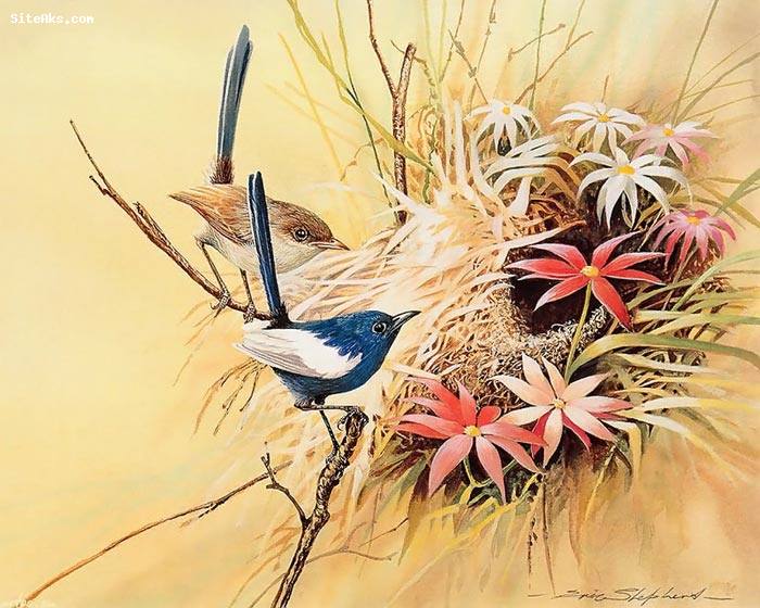 نقاشی های زیبا از پرندگان 