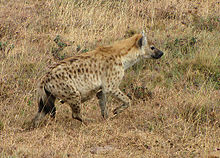 220px-Spotted_Hyena%2C_Ngorongoro.jpg