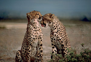 Two cheetahs together.jpg