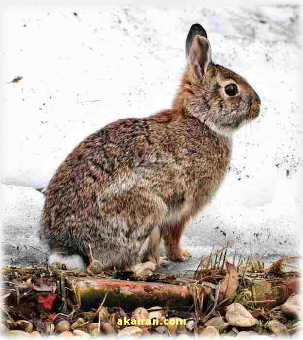 خرگوش های زیبا یک