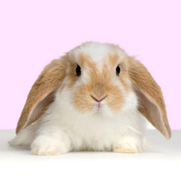 Lop-Eared-Rabbit.jpg