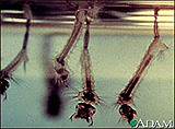 تصویری از لارو پشه که از غذاهای زنده ماهی گوپی می باشد