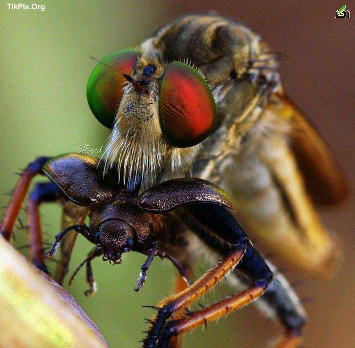 عکسهای شگفت انگیز و زیبا از حشرات(2),عکسهای میکروسکوپی شگفت انگیز و زیبا از حشرات,hasharat