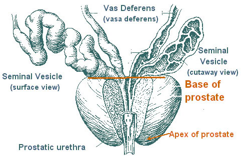 prostate_anatomy1.jpg