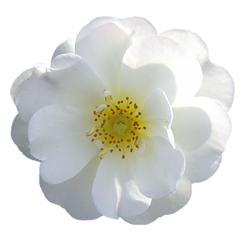 wild-rose-transparent-isolated.png