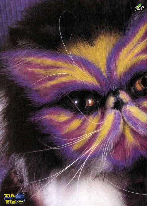 نقاشی بر روی گربه ها,گربه ها,عکس گربه ها