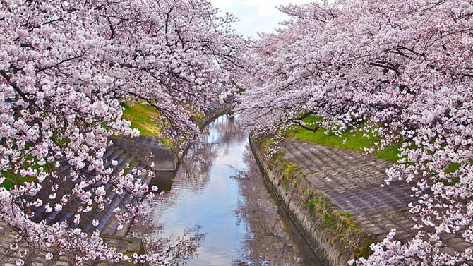 شکوفه های گیلاس,شکوفه های گیلاس اندی,شکوفه های گیلاس در ژاپن,عکس های طبیعت