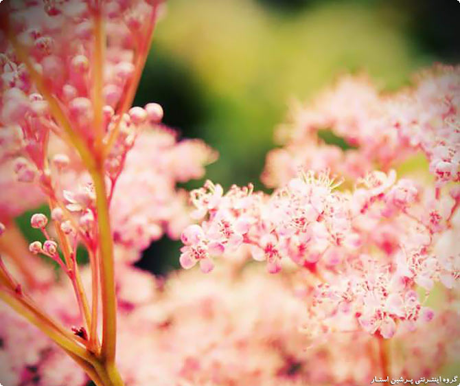 گل های زیبای بهاری,گل های زیبا بهاری,گل های زیبای بهاری,عکس های طبیعت