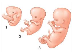 fetal-development.jpg