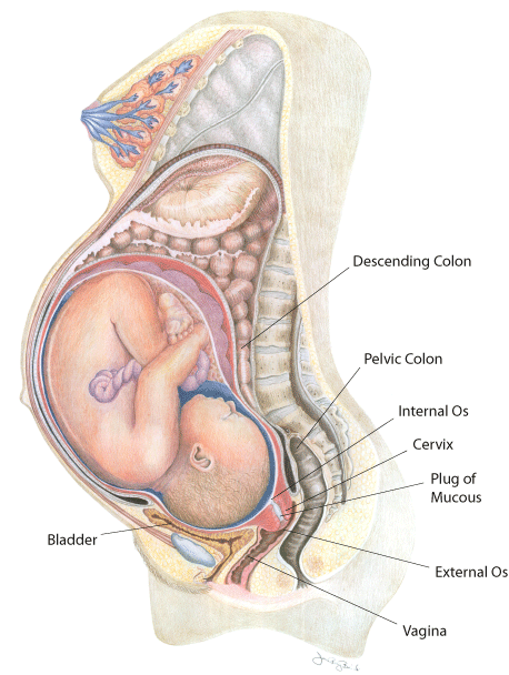 40-weeks-pregnant-internal.gif