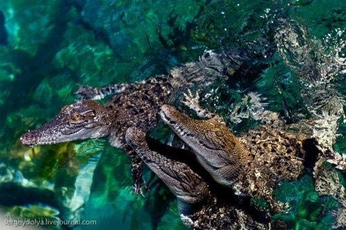 گالری عکس های جالب و زیبا,تمساح های پرنده در استرالیا! +عکس تمساح,استرالیا,داروین