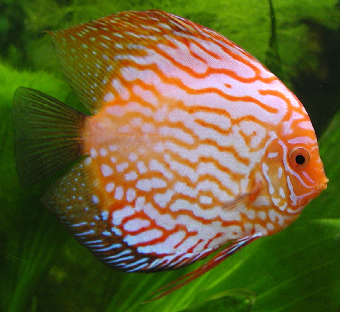 Discus-fish-orange.jpg