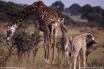 Giraffe Family زرافهٔ مادر به زرافهٔ فرزند شیر می دهد
