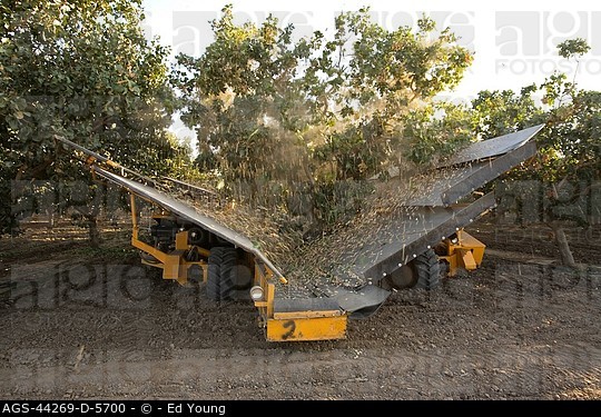 Agriculture - Pistachio harvesting, a mechanical shaker removes the nuts from the tree while the...