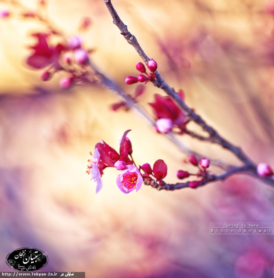 عکس گل فصل بهار با کیفیت بالا 