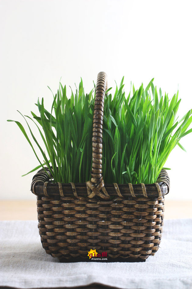 Nowruz Grass
