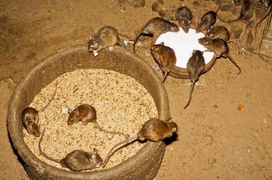عکس های عجیب,جایی که موش ها را می پرستند +عکس موش,راجستان,هند