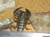 Scorpion_1021.jpg
