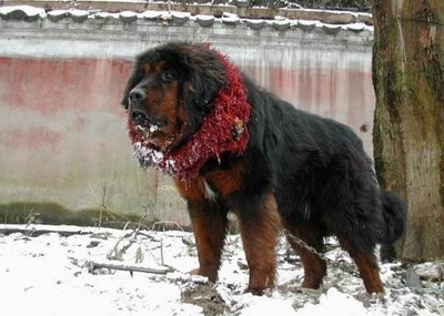بزرگترین و عجیبترین سگ دنیا , قویترین نژاد سگ دنیا , عکس سگ وحشتناک 