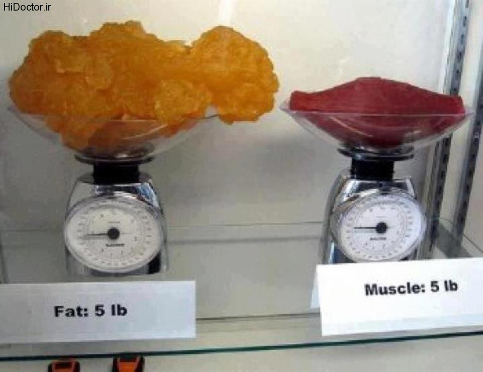 تفاوت بافت عضله و چربی , وزن مهیچه با چربی , وزن چربی بیشتر است یا عضله 