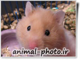 موش همستر خوشگل و ناز