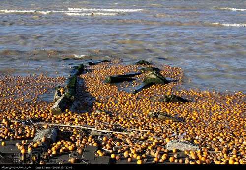 دریای خزر زباله دان میوه های سرمازده