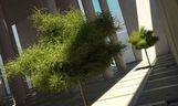 مدل درختان استوایی خرما شمشاد بوته تزئینی باغ گل گلدان