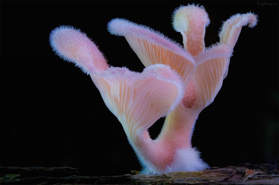 ,گونه‌ای عجیب و کم‌یاب قارچ وحشی +عکس قارچ وحشی,کم یاب,خواندنی ها و دیدنی ها